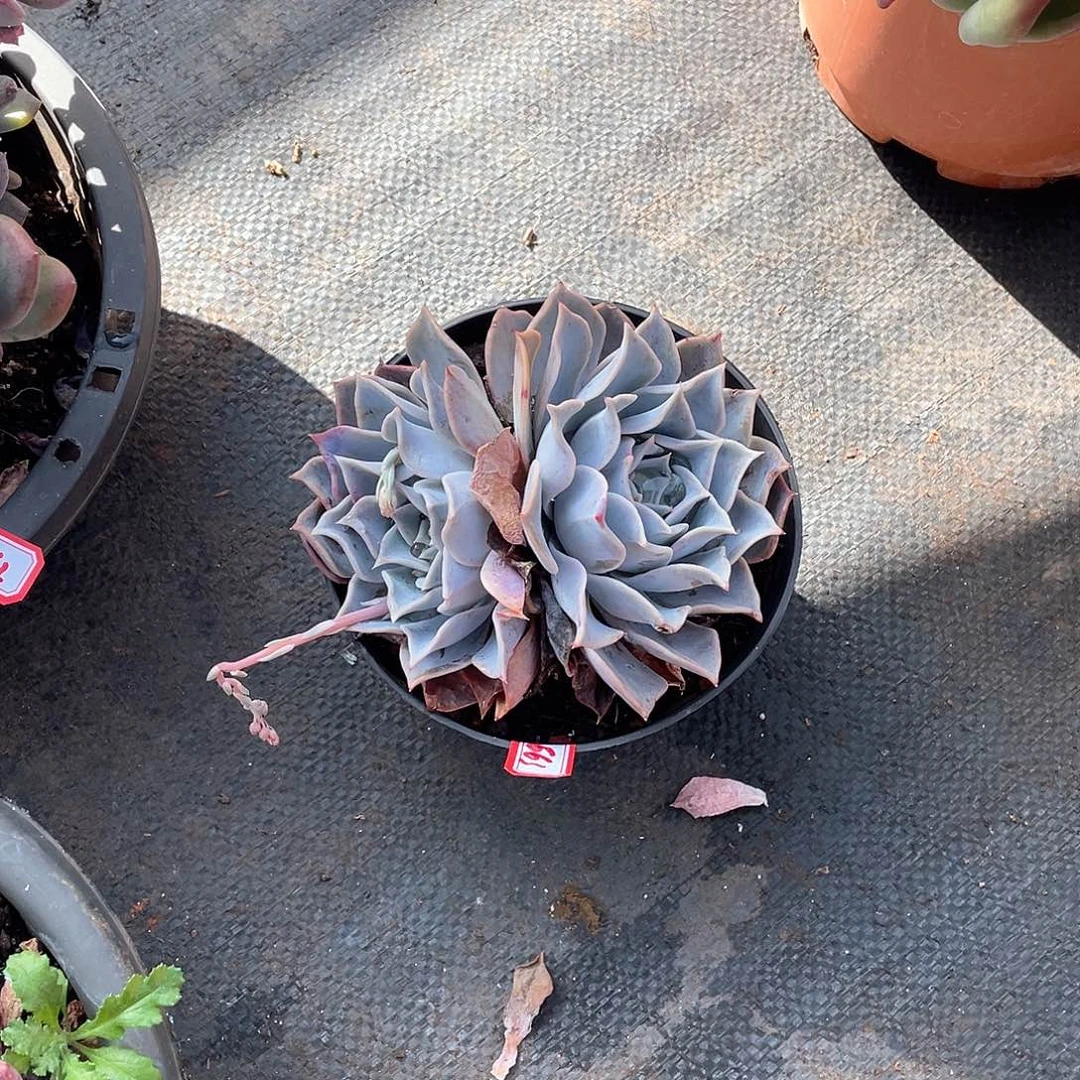 663露西娜一物一拍多肉