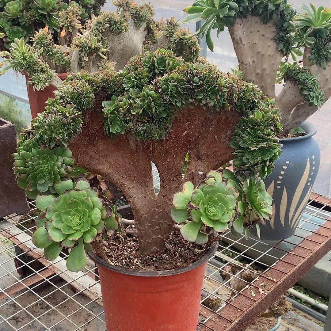 万圣节缀化掉了一个龙头