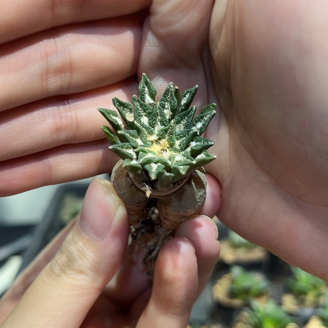 3.1cm实生大黑牡丹萝卜根