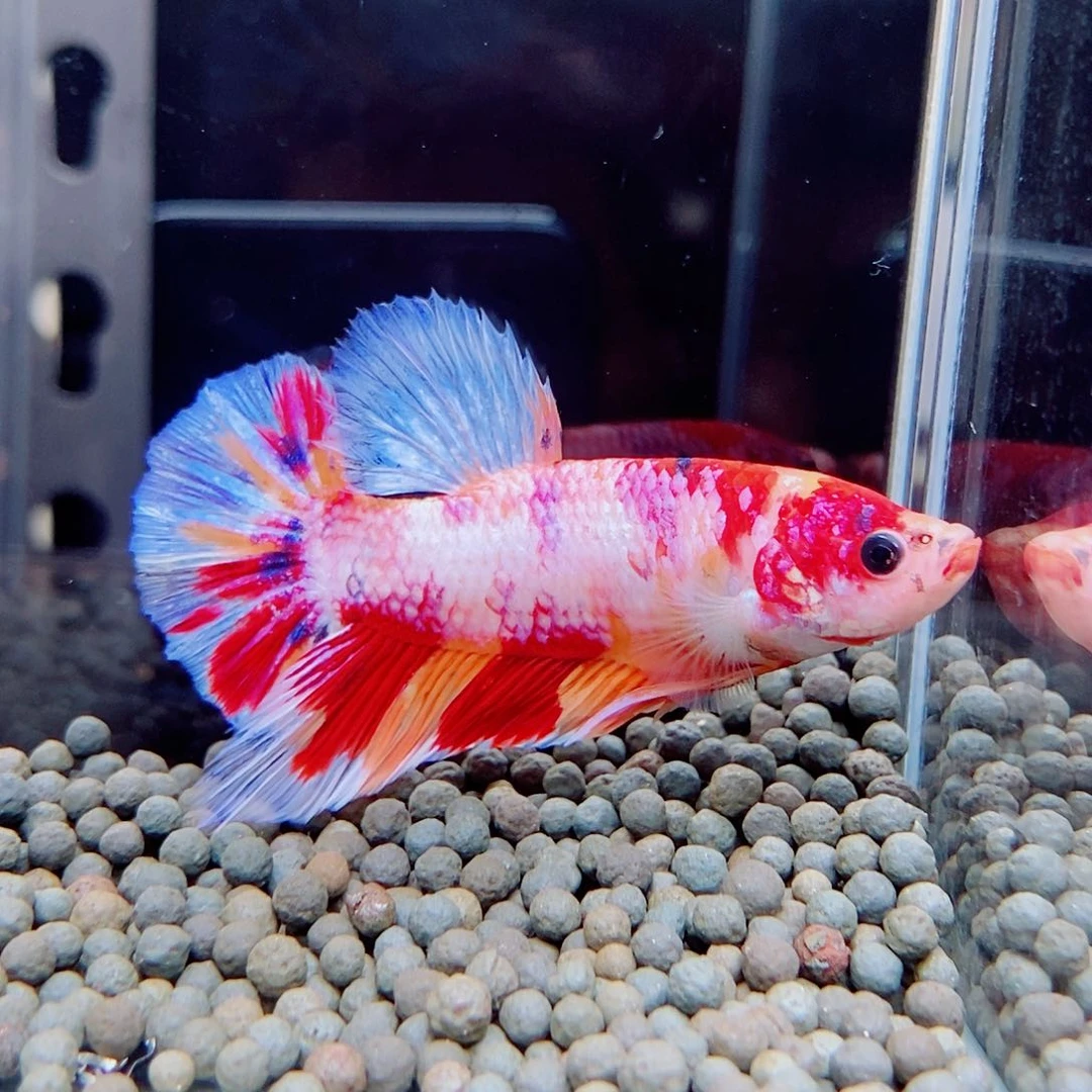 斗鱼黑149号巨斗将军