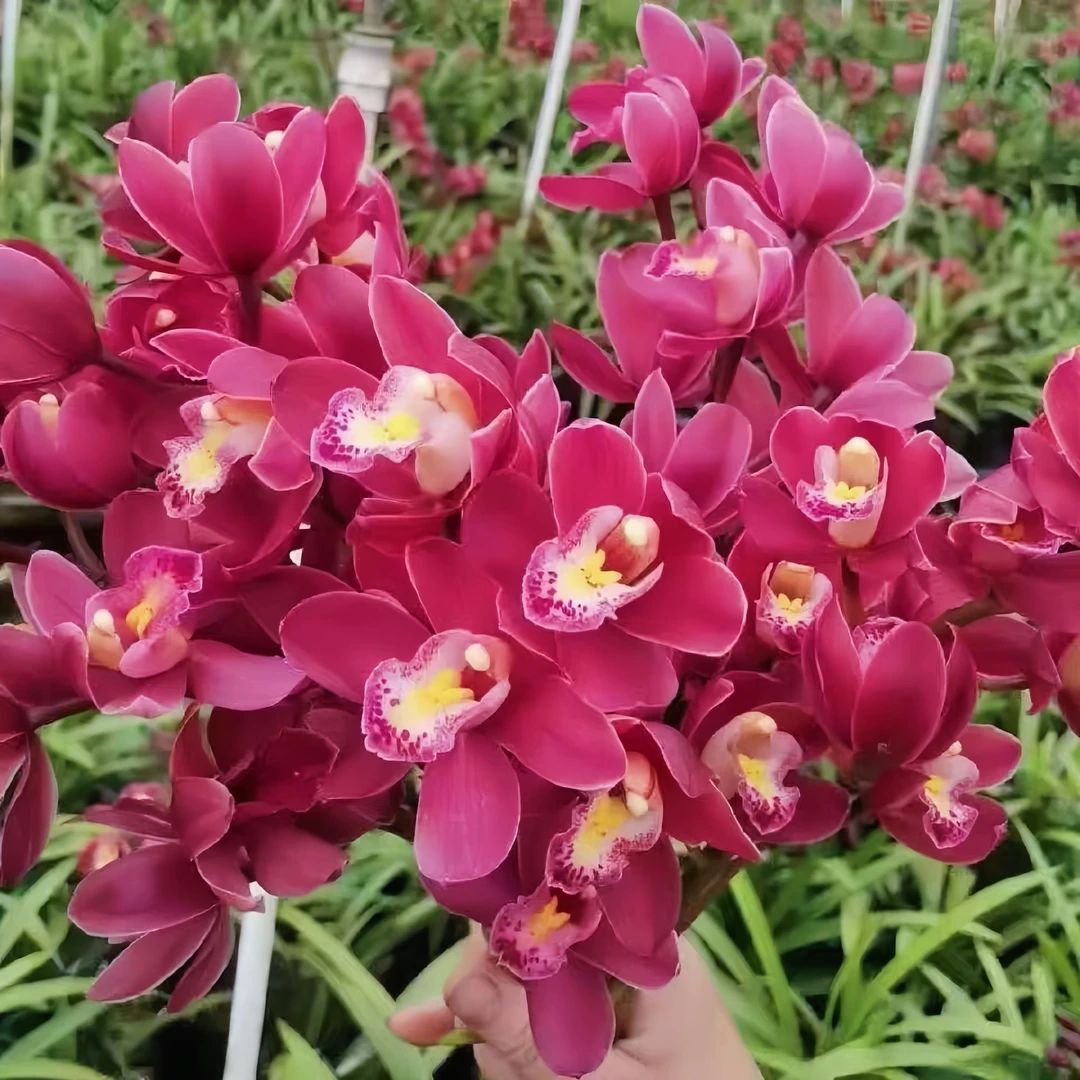 特A级 带花苞 浓香兰花（红宝石）大花蕙兰浓香艳丽兰花