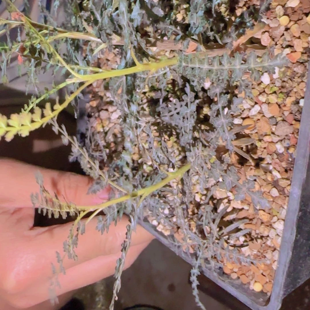 块根植物块根植物块根