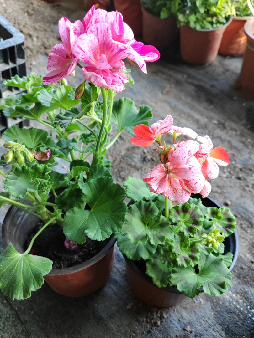 双色两盆天竺葵起拍