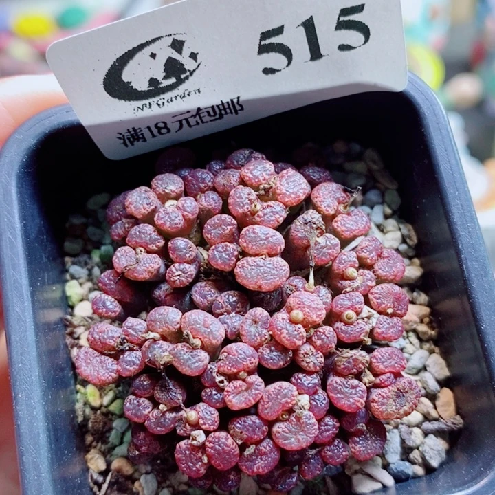 生石花花花开了515