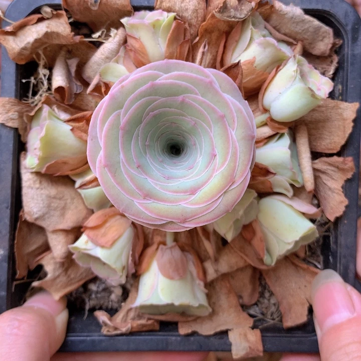 一物一拍小情书239