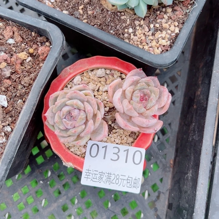 幸运儿是个很有才华又