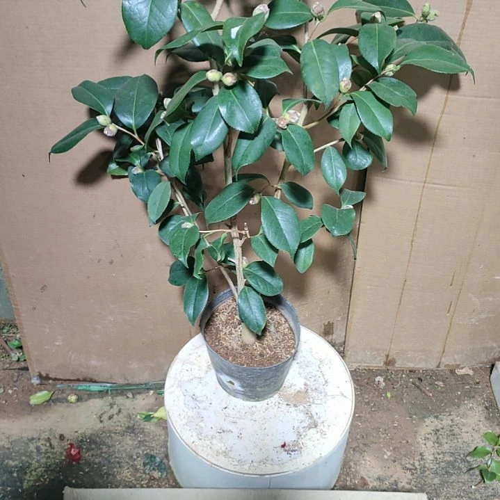 424熊谷，原盆原土发货，不包邮