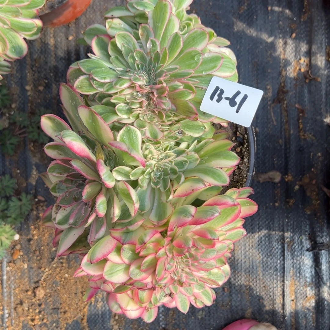 61荔枝缀多肉植物