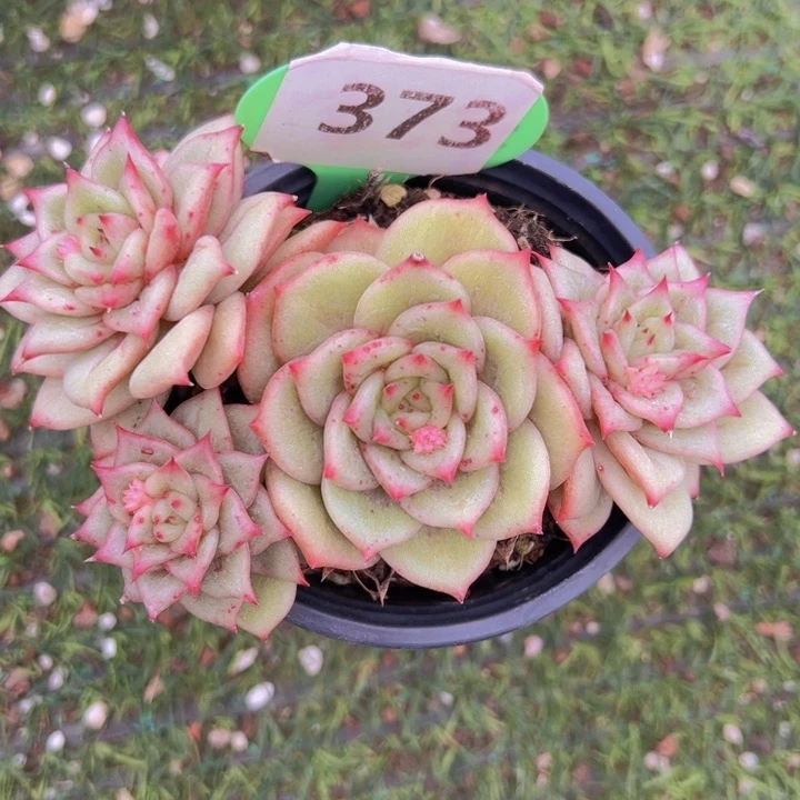 健健康康平平安安