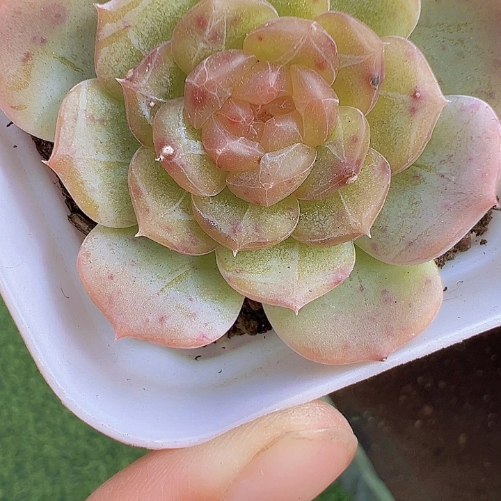 彩恋多肉植物19包邮