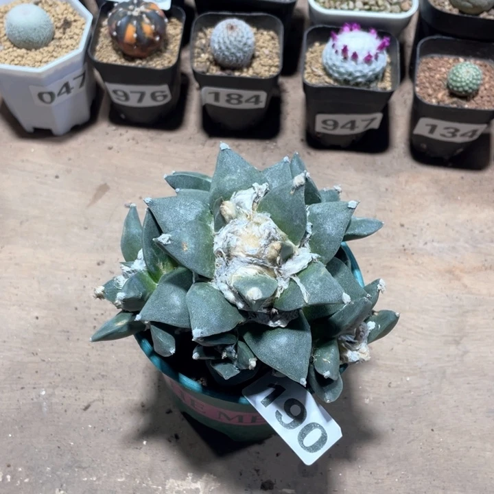 190超大牡丹仙人球