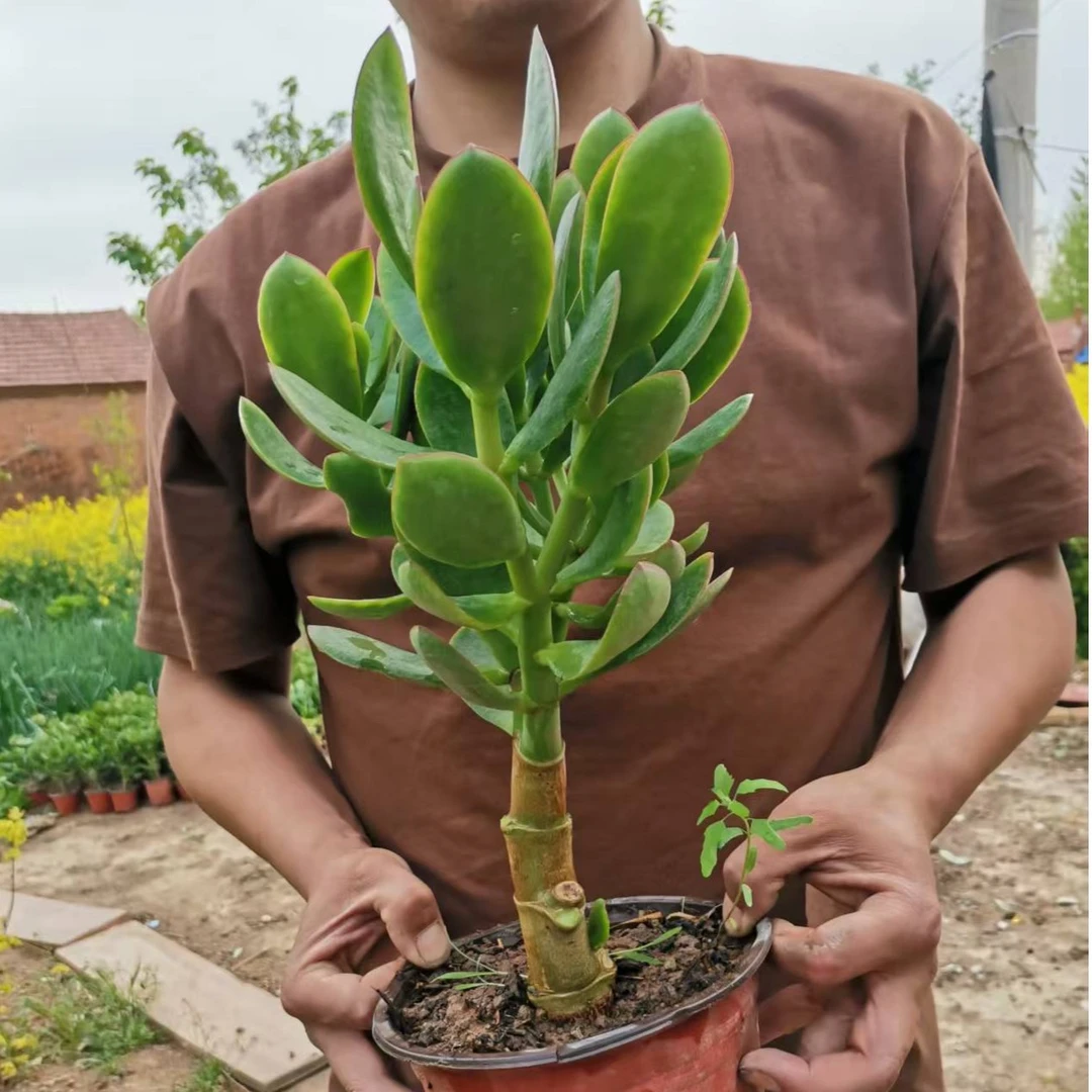 姬红花月红叶玉树老桩多肉植物盆栽多头黄金花月四季常青绿植花卉