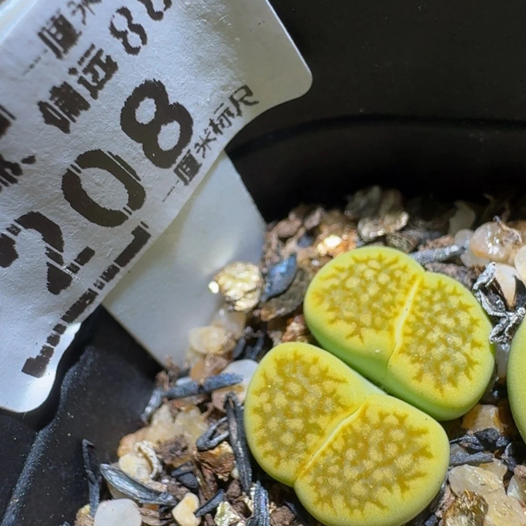 Ssss精品生石花208