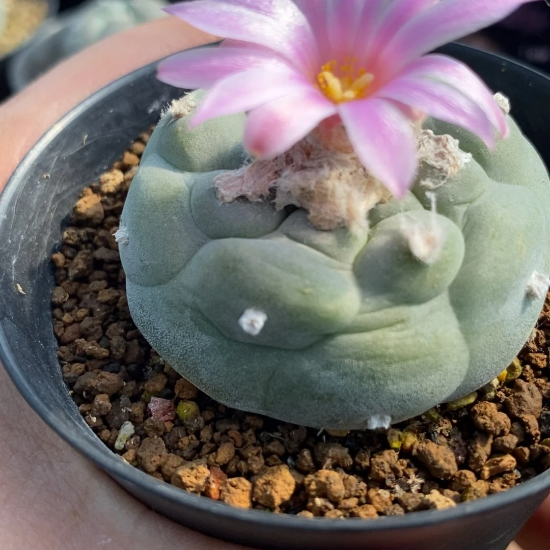 福**多佛头实生5年八个月