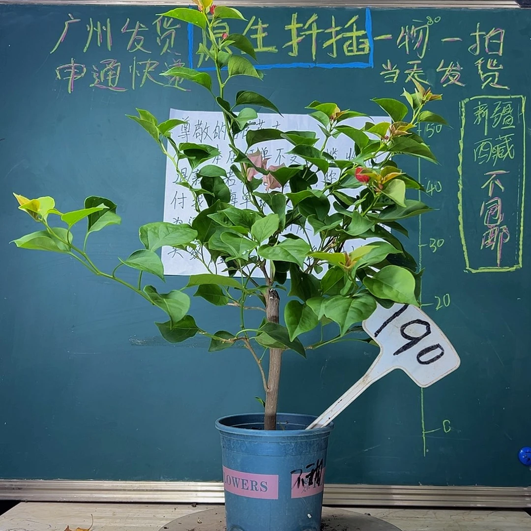 当前无花栽培后可以开花粗杆 不甜西瓜190