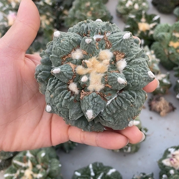 自根怒涛特价不退换