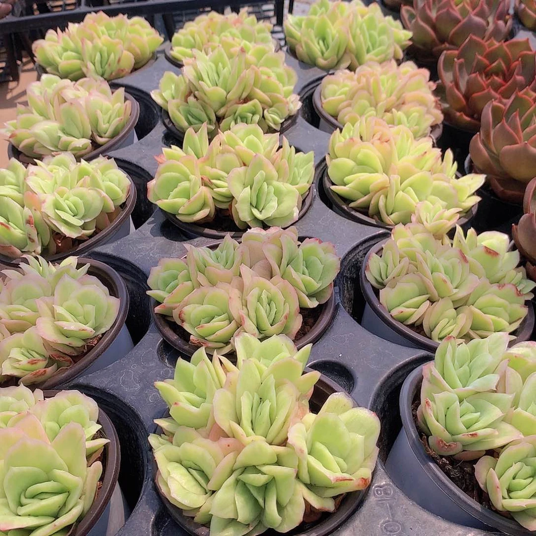 冰玫瑰锦2356788999000