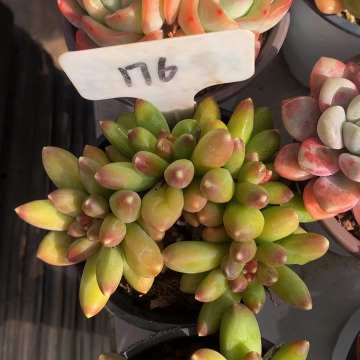 千代田多日子黑素27272772