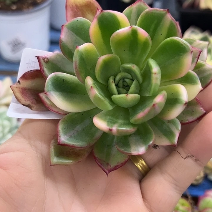 256佛朗明哥彩锦炸多肉