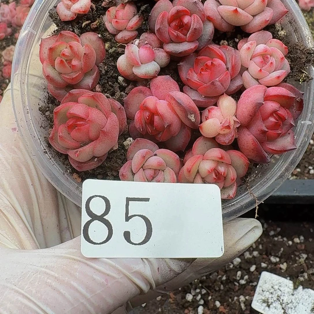 多肉植物多肉植物85