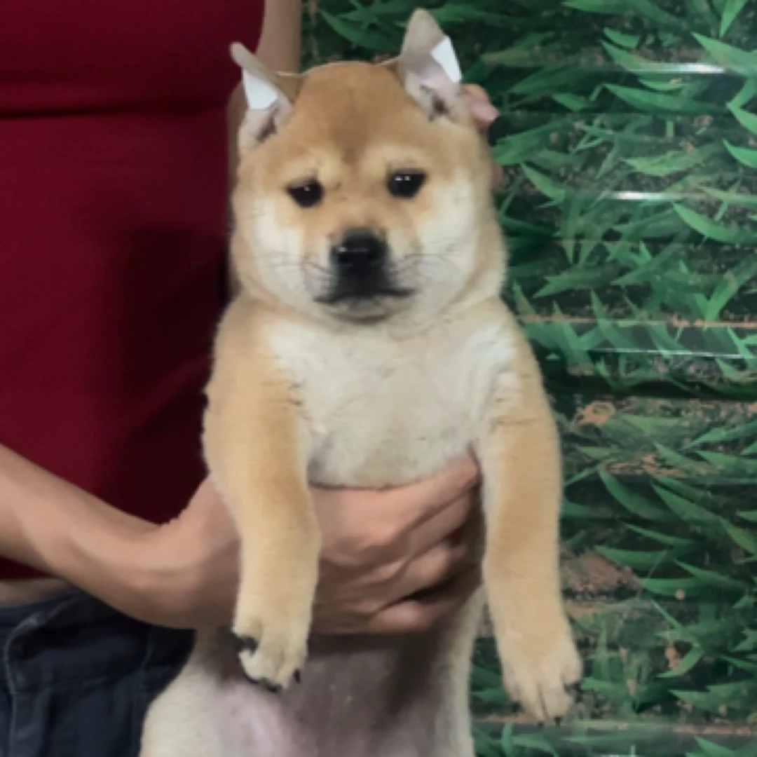 中华田园犬黄白面弟弟专拍