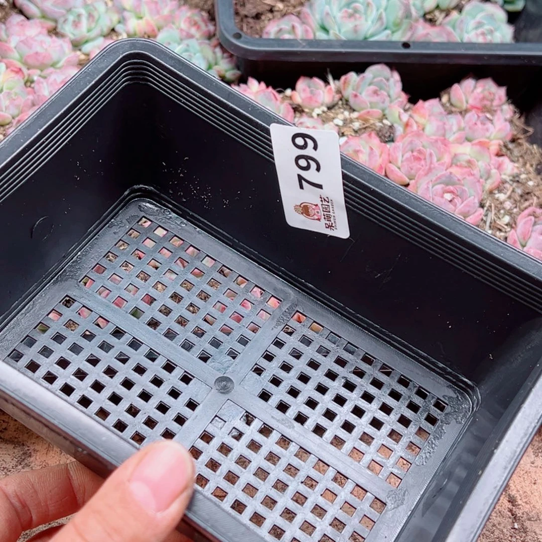 ℒ***࿐多肉植物多肉植物