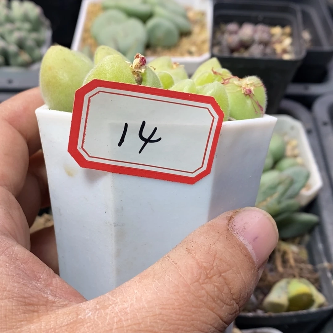 猫*55565666565565556666866