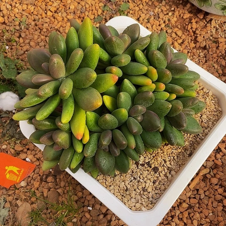 好***年多肉植物、芒果奶群