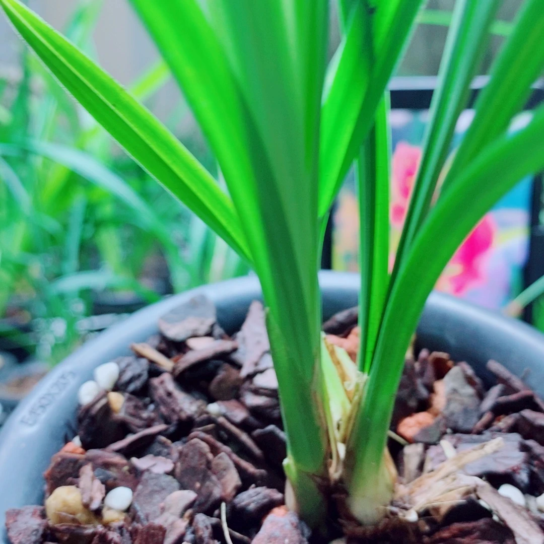 当前无花栽培后可以开花