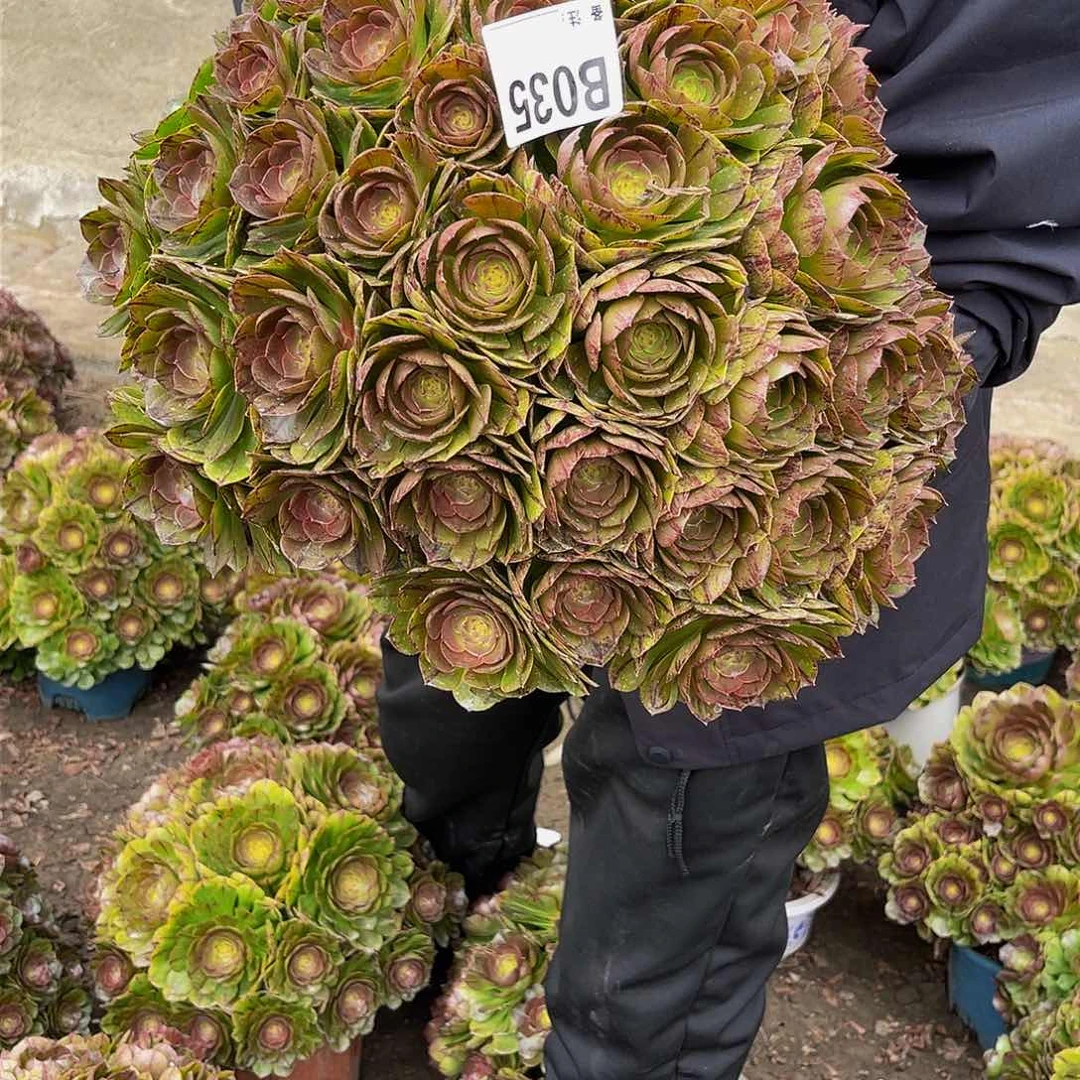 万拉丝14-28包邮