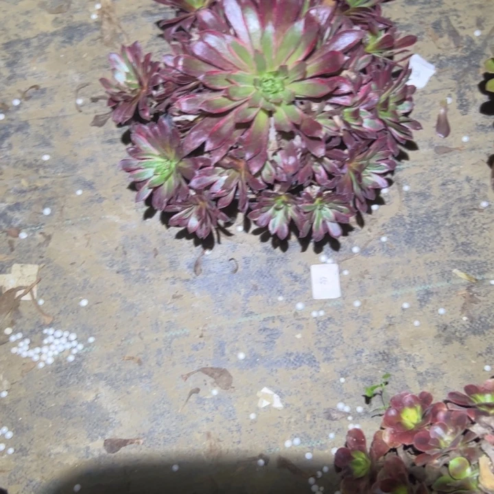 不包侧枝一物一拍62