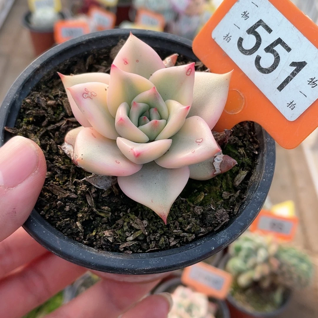 【闪购商品】551号