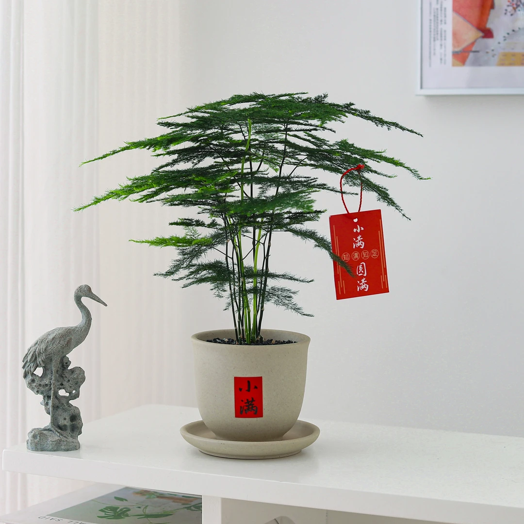 文竹盆栽四季植物室内客厅中式禅意招财树绿植办公室桌面花卉盆景