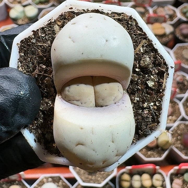 生石花等11111111。   161