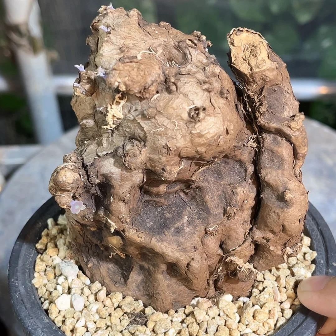 潮流植物 一叶龟 超多芽点