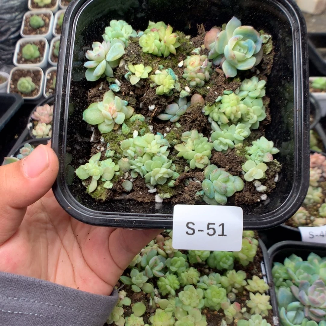 无花朵S51英语英语