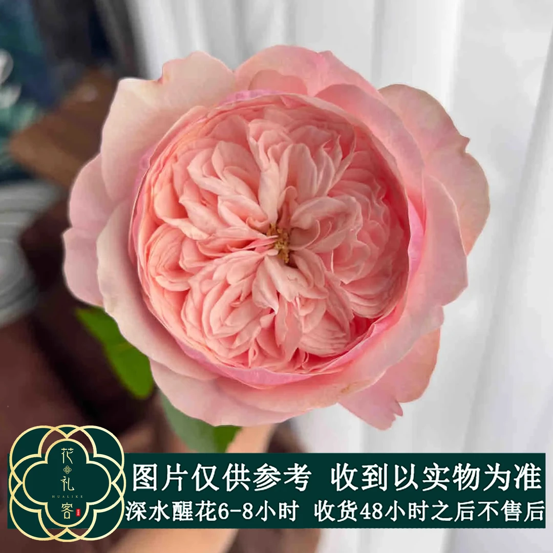 云花巷#单头玫瑰 【维多利亚粉、图兰朵】鲜花优选 顺丰直发