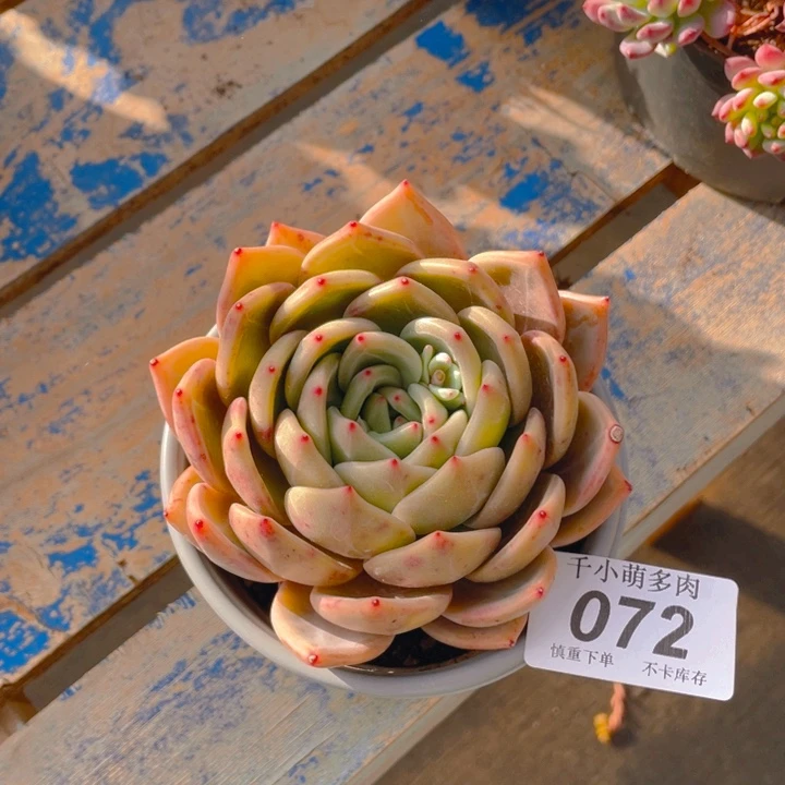 川*谢谢你的支持000000072