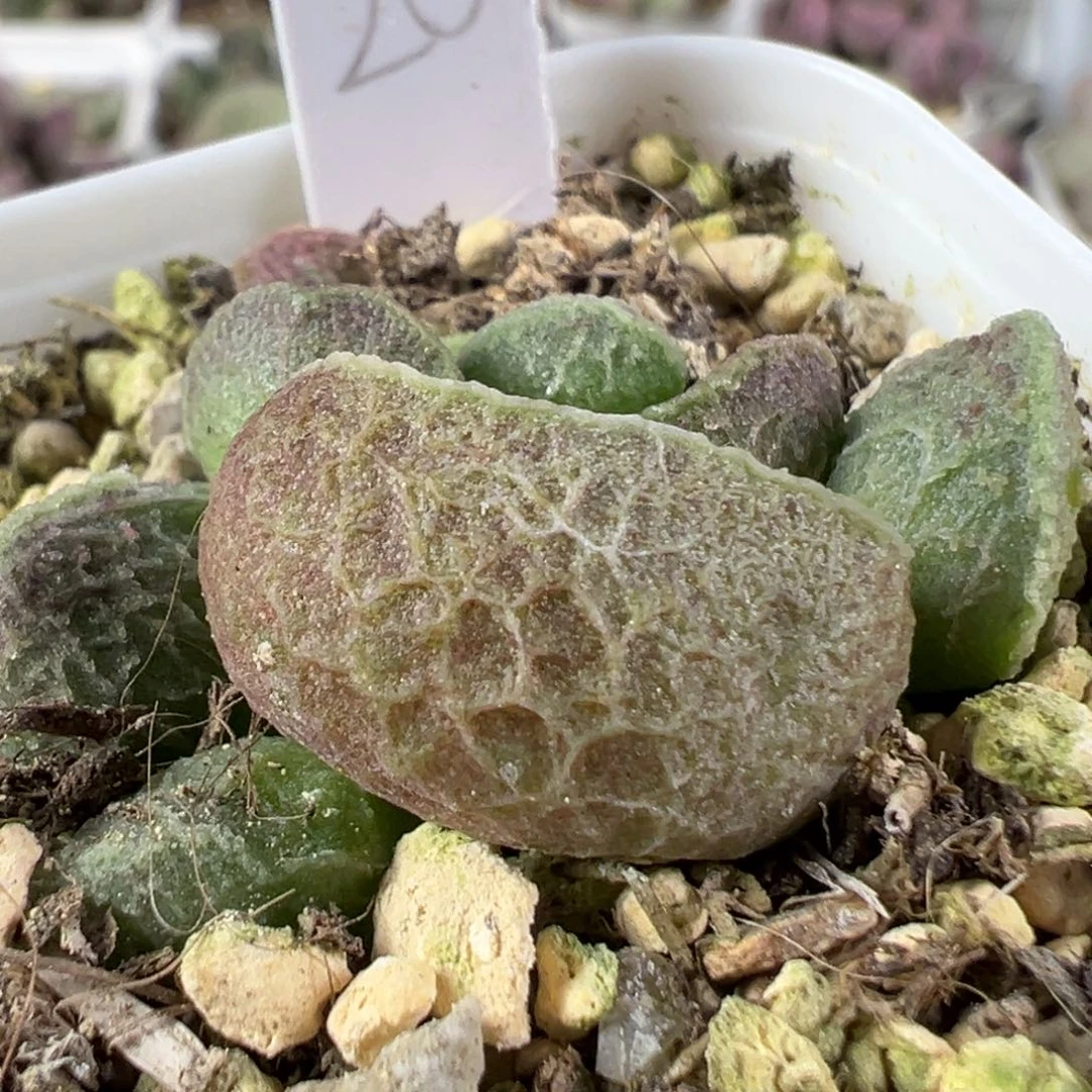 w网纹款实生新品多肉植物