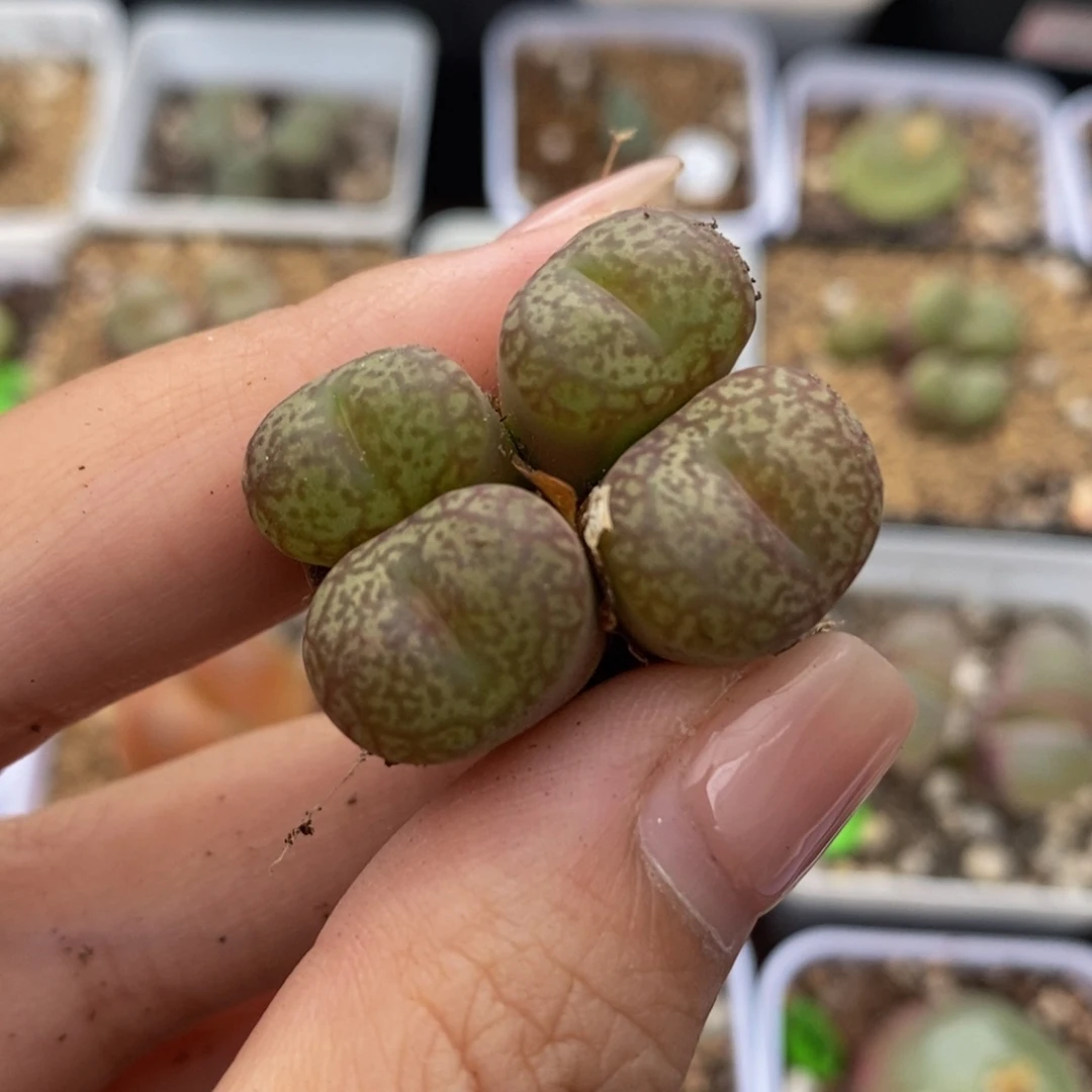 杂交4头多肉植物159