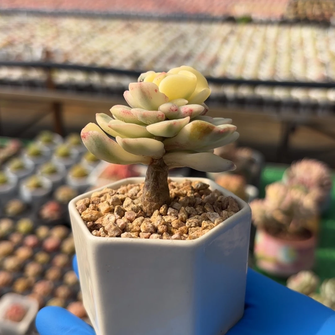 元旦福利老桩友谊锦