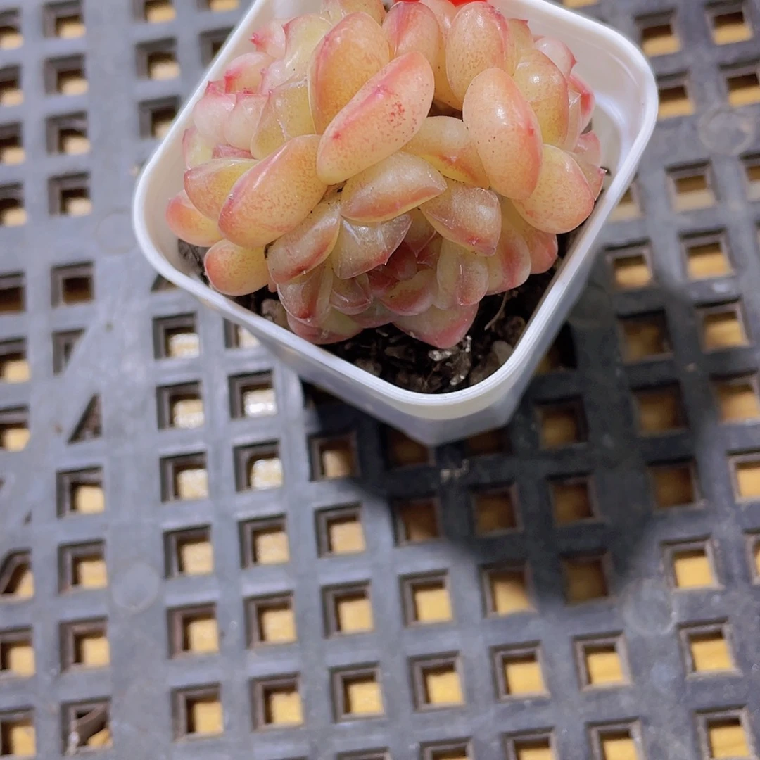 865号 甜茶珍妮福利一颗