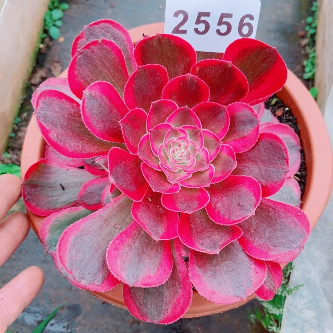 孔雀翎新品多肉2556