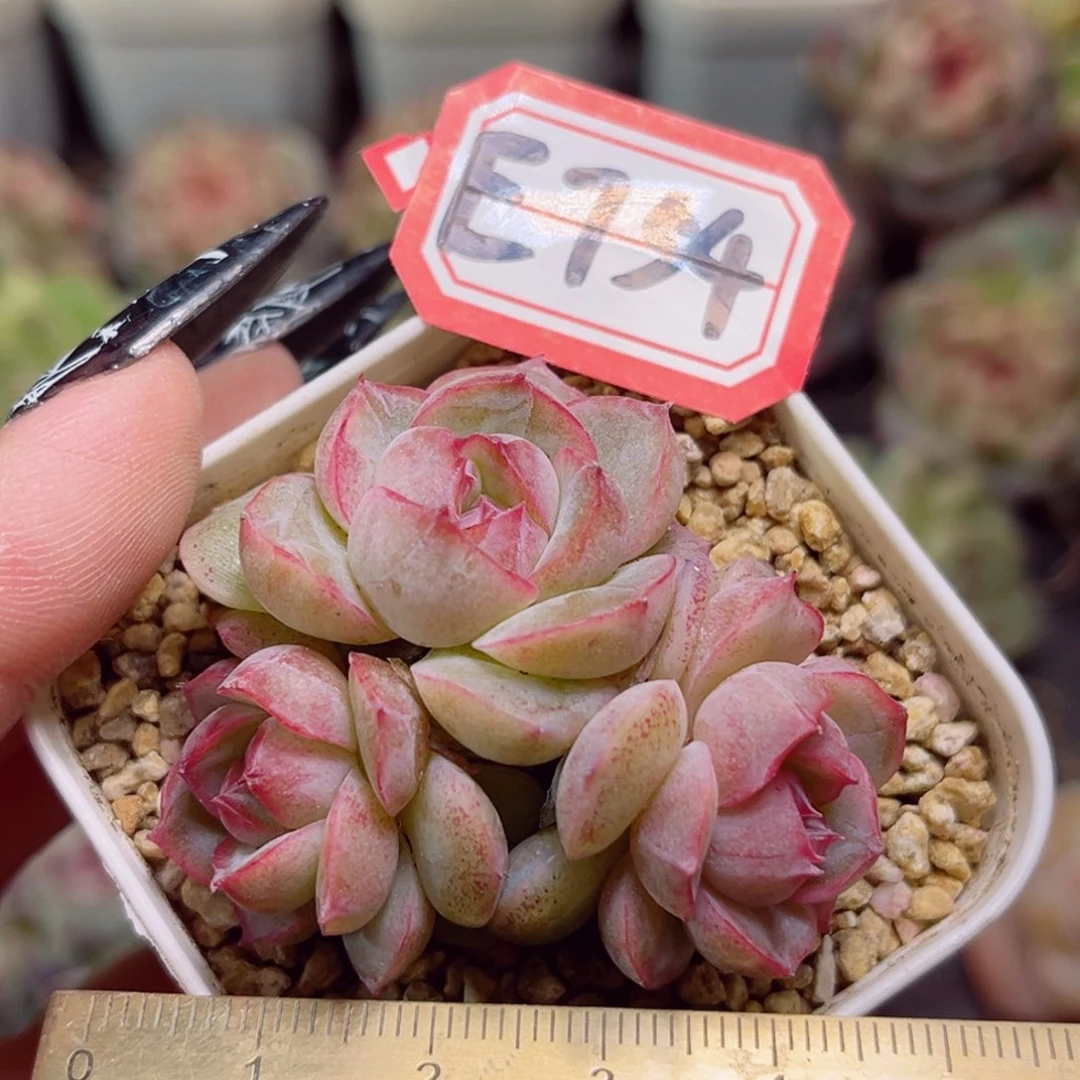 E754一物一拍 冰唇