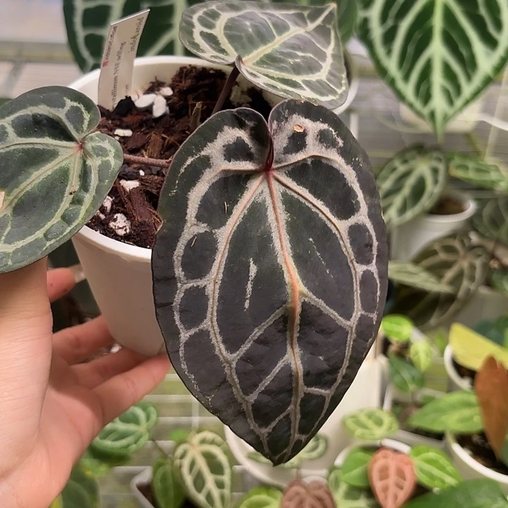 完全开放Nse红水晶
