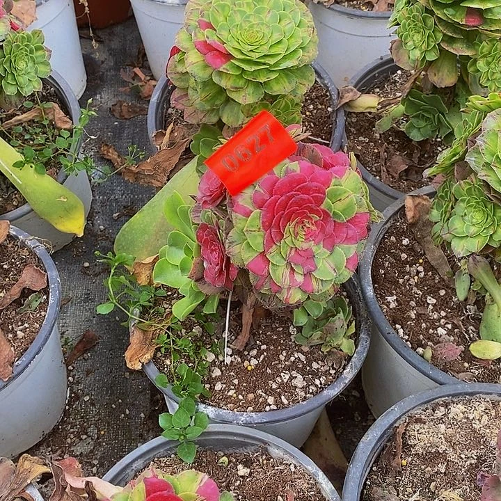 冰***20627多肉植物知否