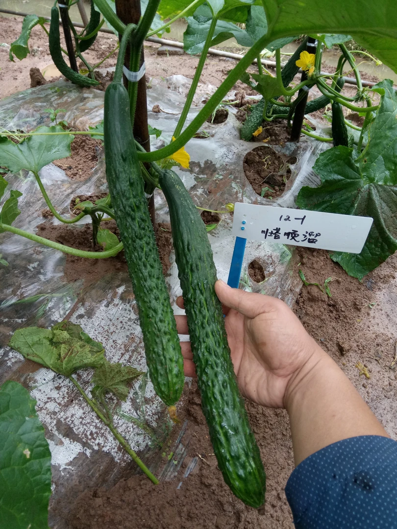 顺溜青瓜种子 青黄瓜 瓜条顺直 口感清香可口高产蔬菜种子