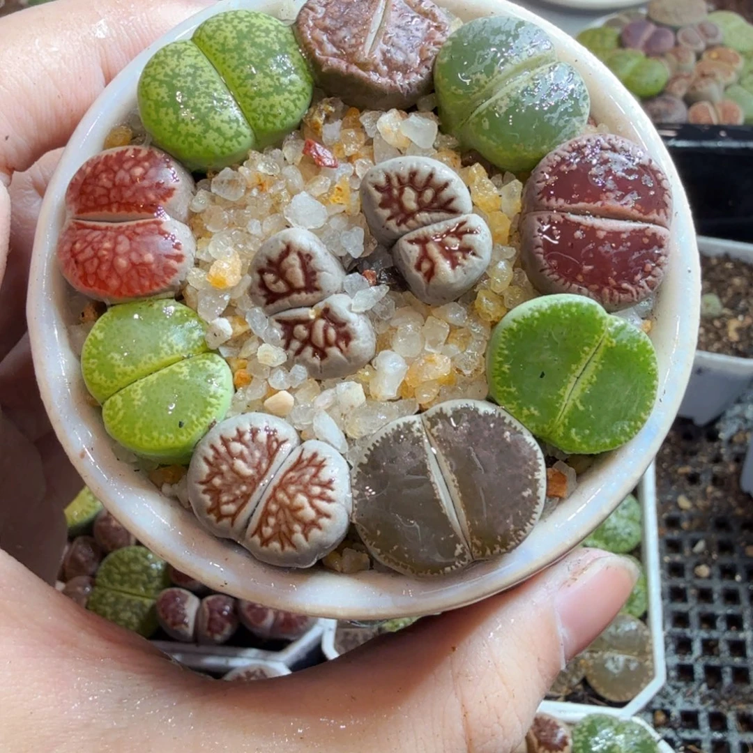 多肉植物的生长发育和819