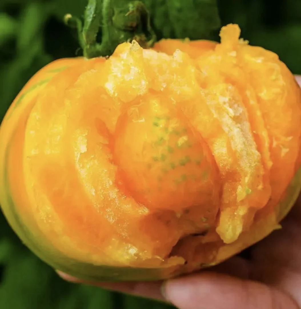 东北小菜园农家柿子 草莓柿子 大黄柿子 香蕉柿子 3/5斤