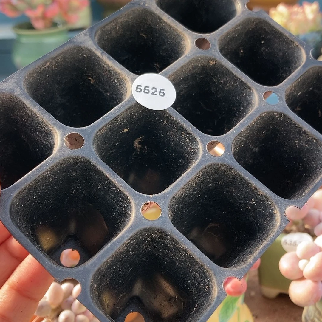 珞*5525十个拇指盆1111